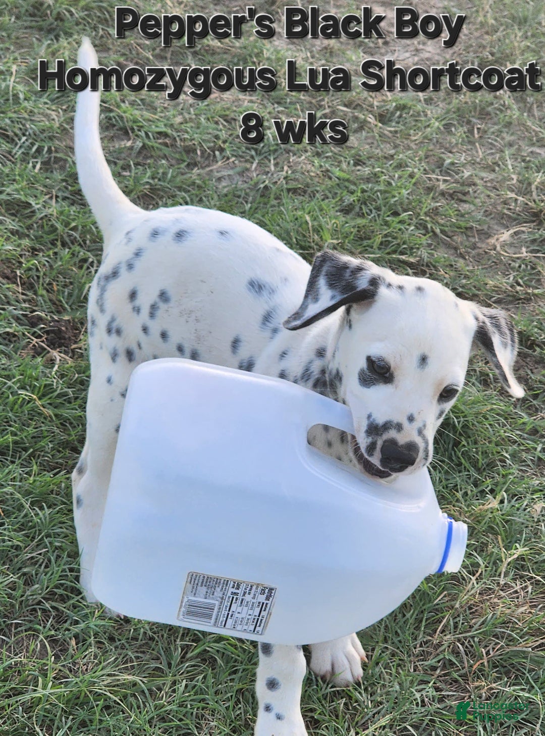 Dalmatian dogs for sale: Peppers Black Boy - Image 13