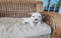 Jack Russell Terrier dogs for sale: Jimmy - Image 2