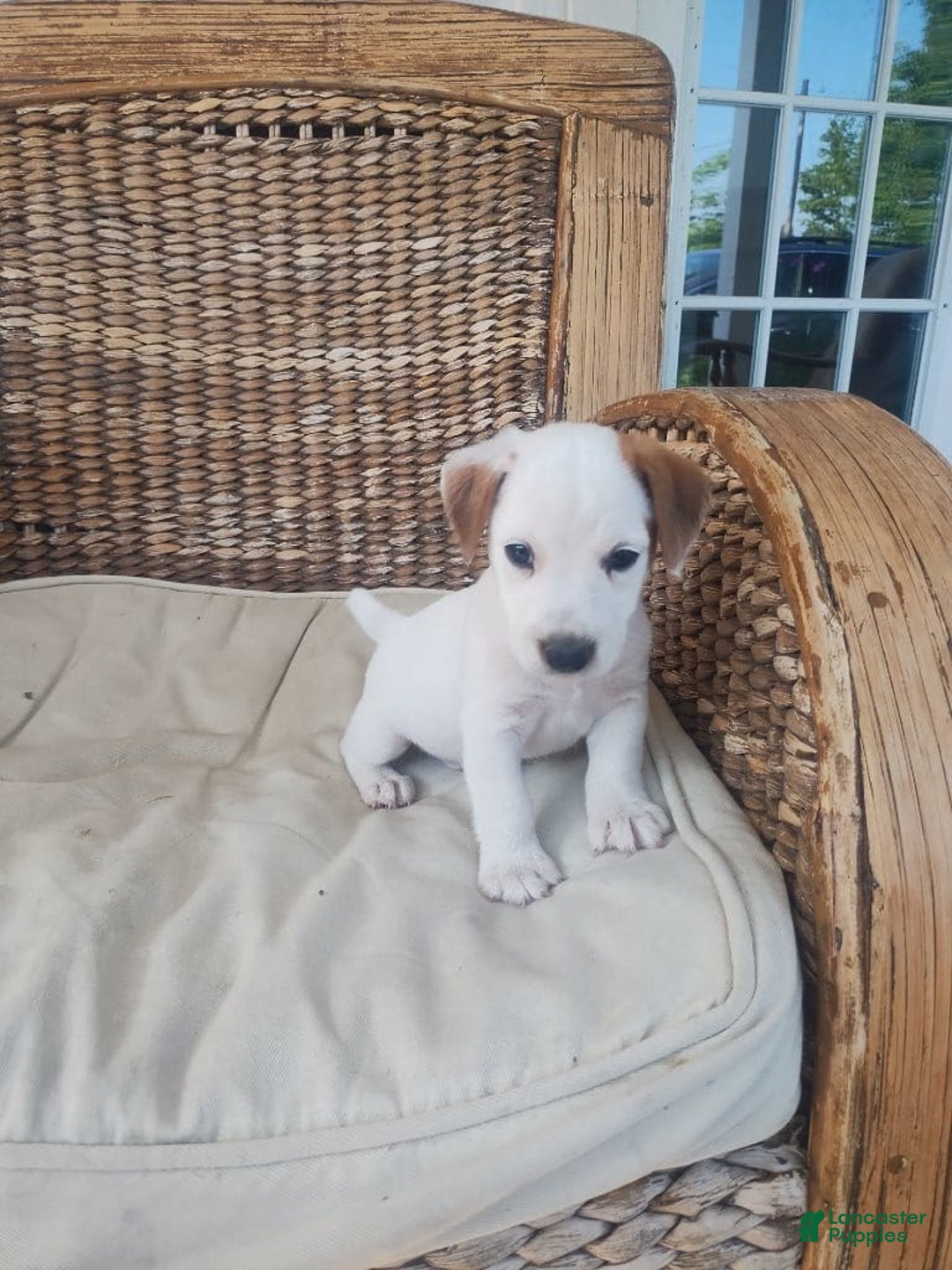 Jack Russell Terrier dogs for sale: Jimmy - Image 2