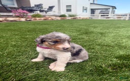 Bernedoodle dogs for sale: 8 - Image 3