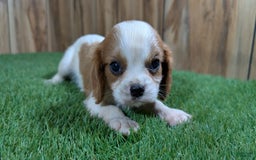 Cavalier King Charles Spaniel dogs for sale: Cavalier King Charles Spaniel 4 puppies - Image 1