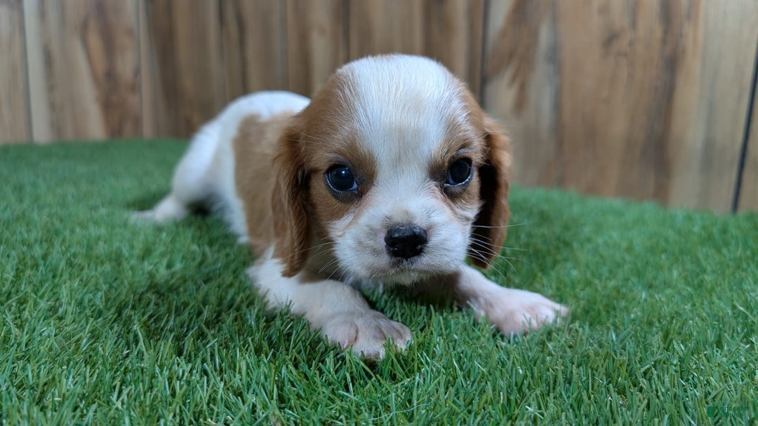 Cavalier King Charles Spaniel dogs for sale: Cavalier King Charles Spaniel 4 puppies - Image 1