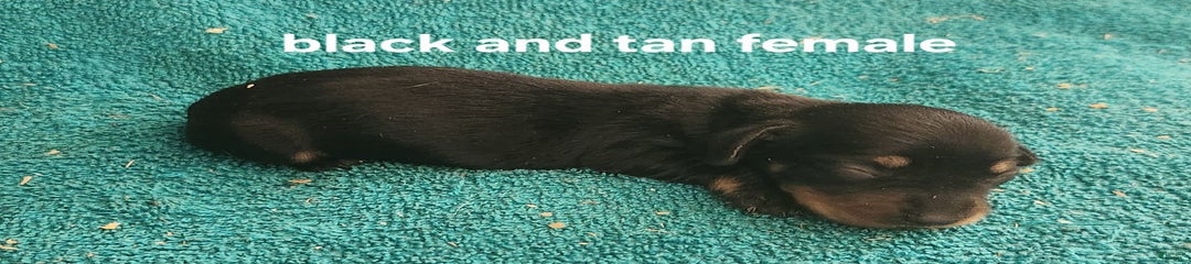 Skipper