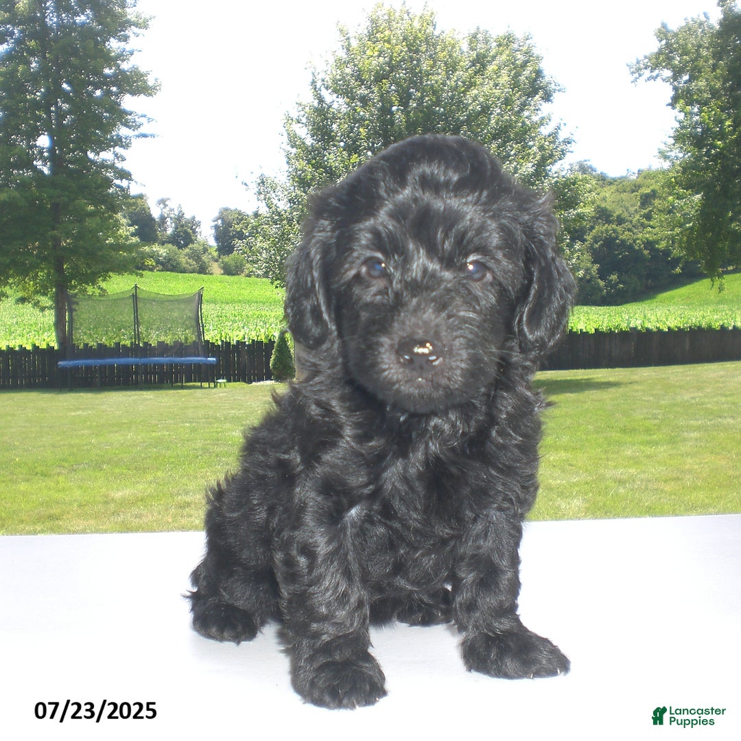 Yorkiepoo dogs for sale: Manny - Image 8