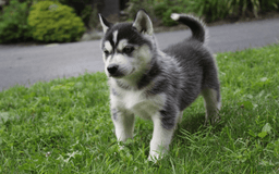 Siberian Husky dogs for sale: Alaska - Image 13