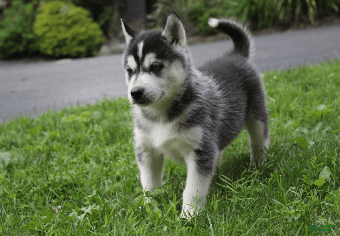 Siberian Husky dogs for sale: Alaska - Image 13