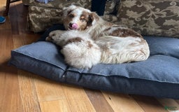 Australian Shepherd dogs for sale: Jojo - Image 21