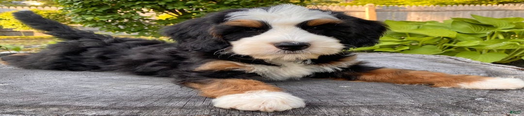 ❤️ Boston Ma ❤️ Mini Bernedoodle