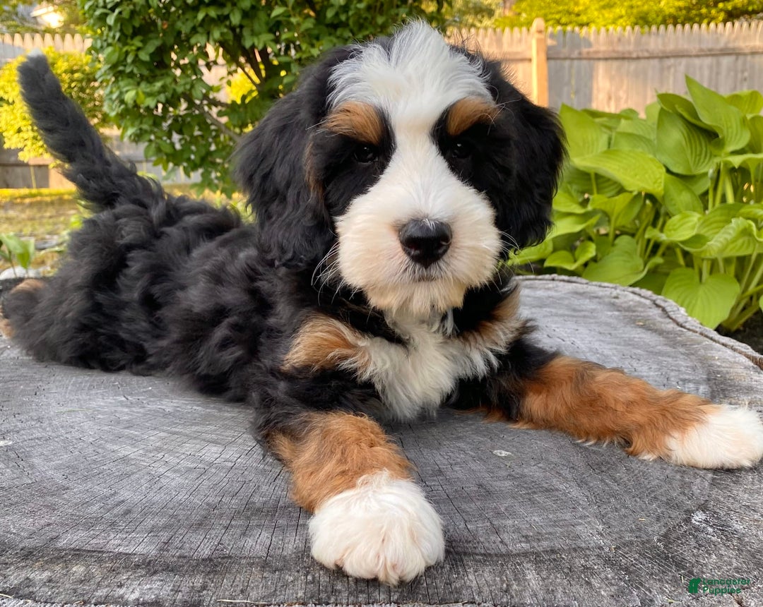 Mini Bernedoodle dogs for sale: ❤️ Boston Ma ❤️ Mini Bernedoodle - Image 19