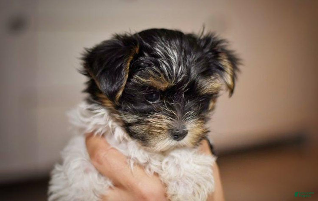 Yorkshire Terrier dogs for sale: Berry - Image 1
