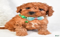 Cavapoo dogs for sale: Gabrielle - Image 4