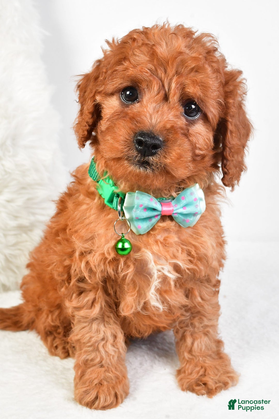 Cavapoo dogs for sale: Gabrielle - Image 4