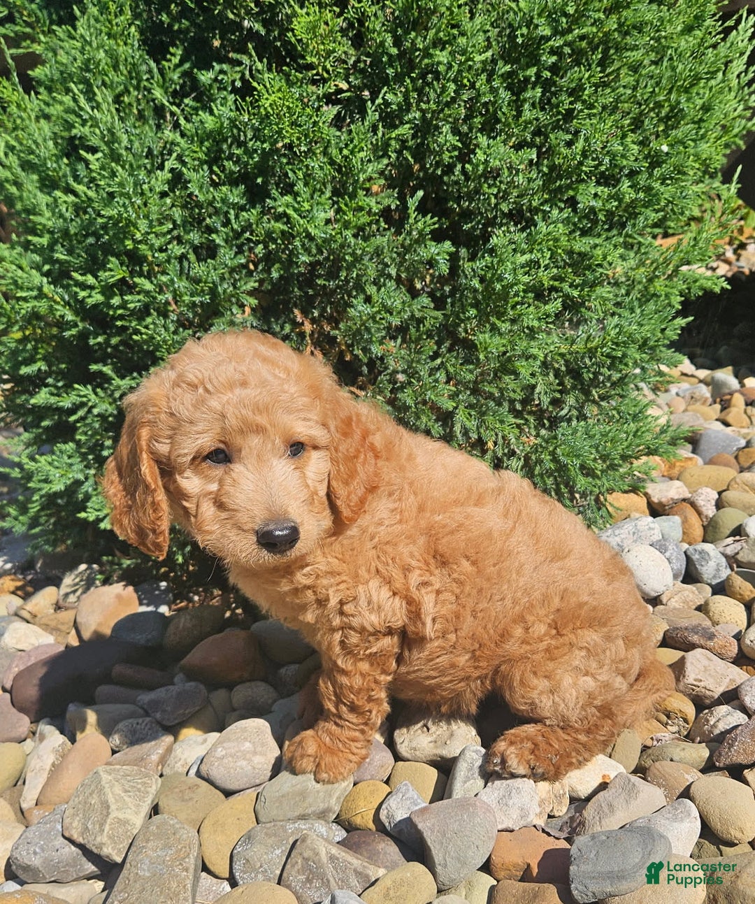 Goldendoodle dogs for sale: Angel - Image 5