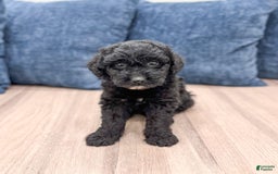 Mini Aussiedoodle dogs for sale: Sierra - Image 2