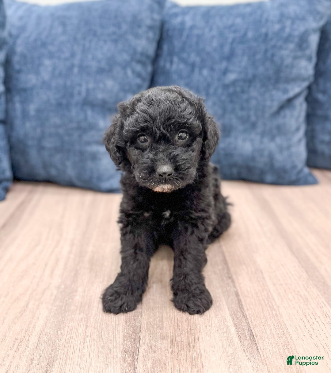 Mini Aussiedoodle dogs for sale: Sierra - Image 2