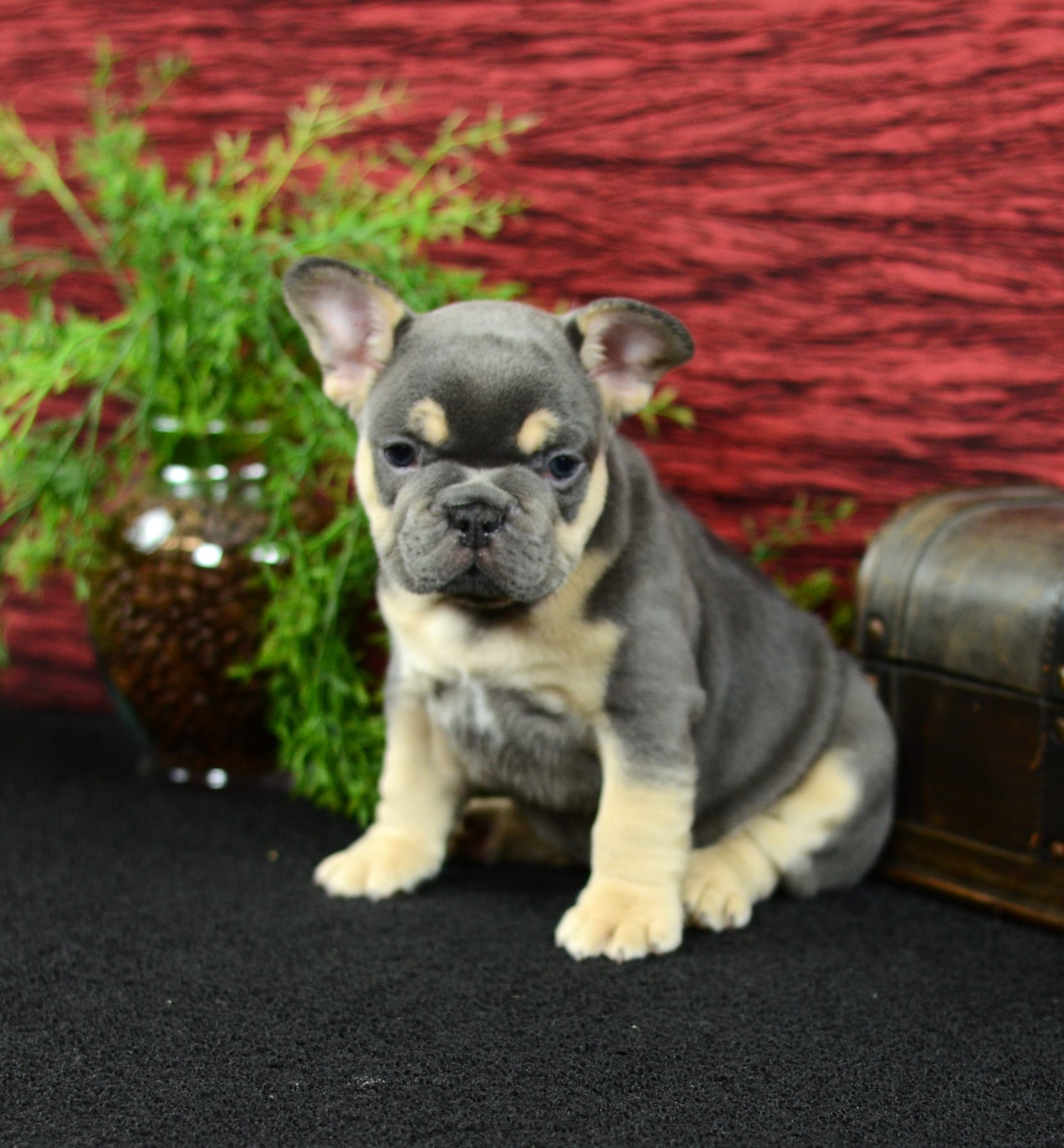 French Bulldog dogs for sale: Trooper - Image 8