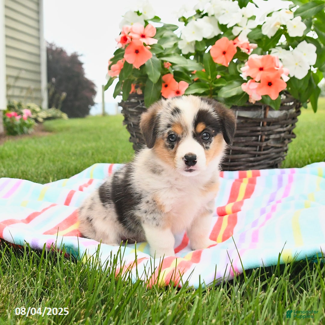 Welsh Corgi Pembroke dogs for sale: Tilly - Image 1