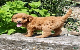 Mini Goldendoodle dogs for sale: Vicky - Image 8