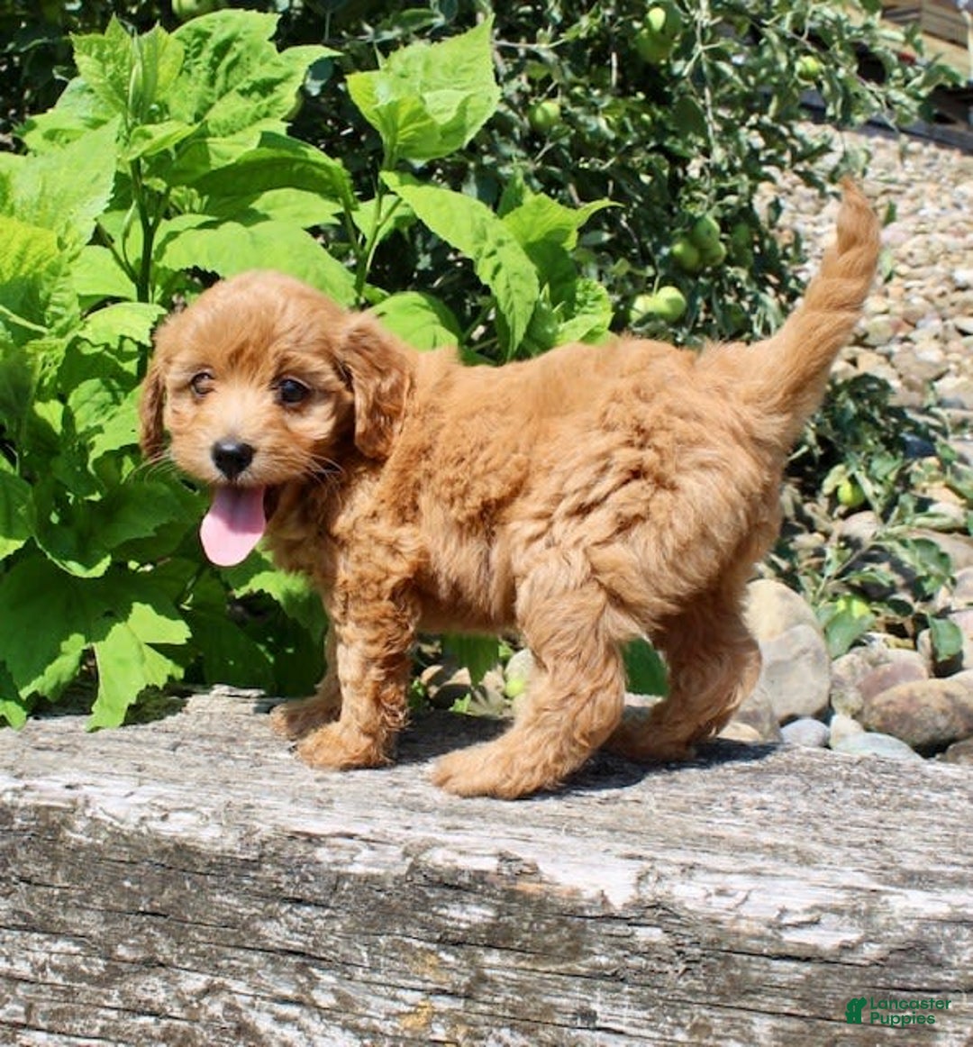 Mini Goldendoodle dogs for sale: Vicky - Image 8