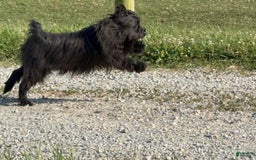 Miniature Schnauzer dogs for sale: Tammy - Image 5