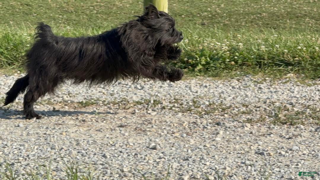 Miniature Schnauzer dogs for sale: Tammy - Image 5