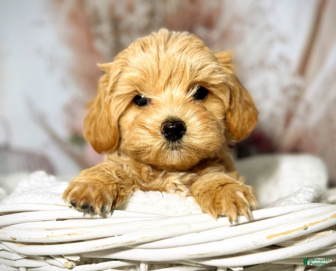 Maltipoo dogs for sale: Dark Pink Collar - Image 24