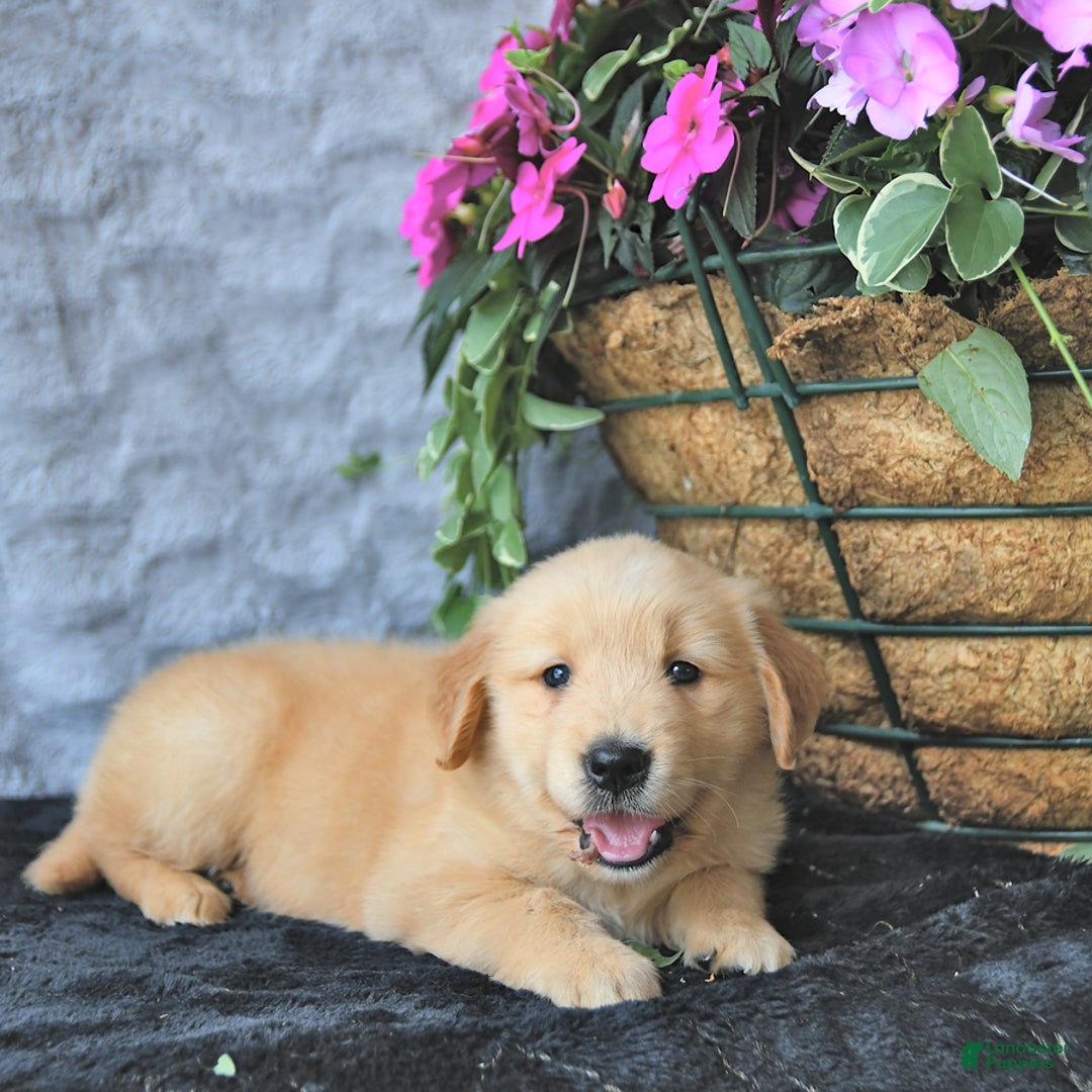 Golden Retriever dogs for sale: Clem - Image 5