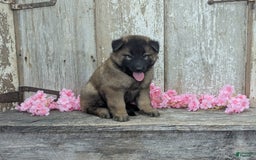 Belgian Tervuren dogs for sale: Lila - Image 8
