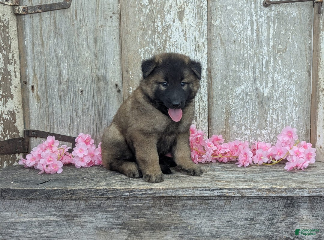Belgian Tervuren dogs for sale: Lila - Image 8