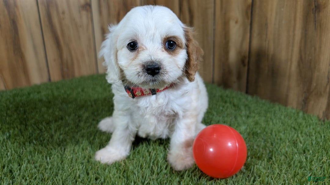 Cavapoo dogs for sale: Fiona Girl 3 - Image 1