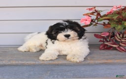 Teddy Bear dogs for sale: Lonnie - Image 2