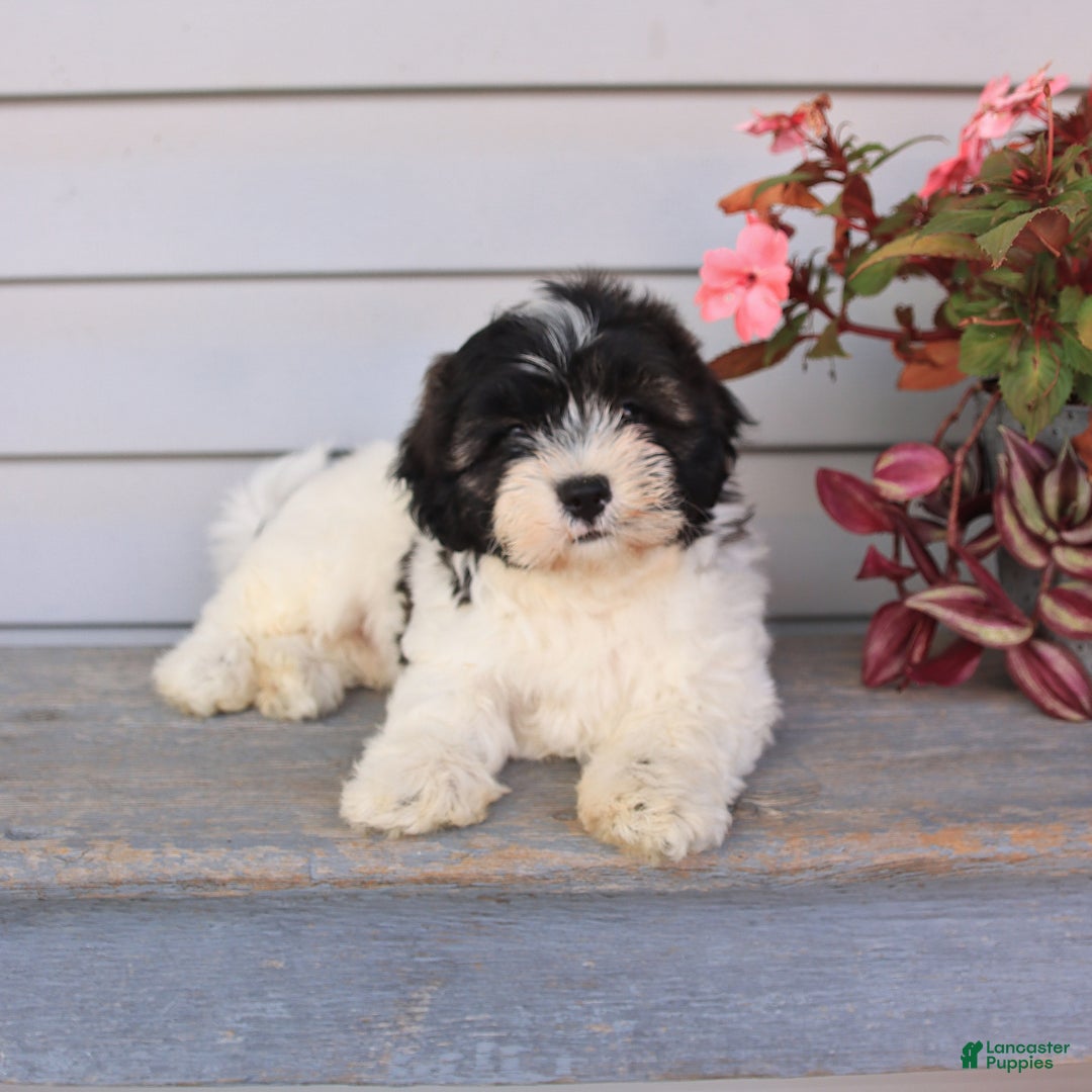 Teddy Bear dogs for sale: Lonnie - Image 2