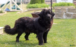 Newfoundland dogs for sale: Nala - Image 9