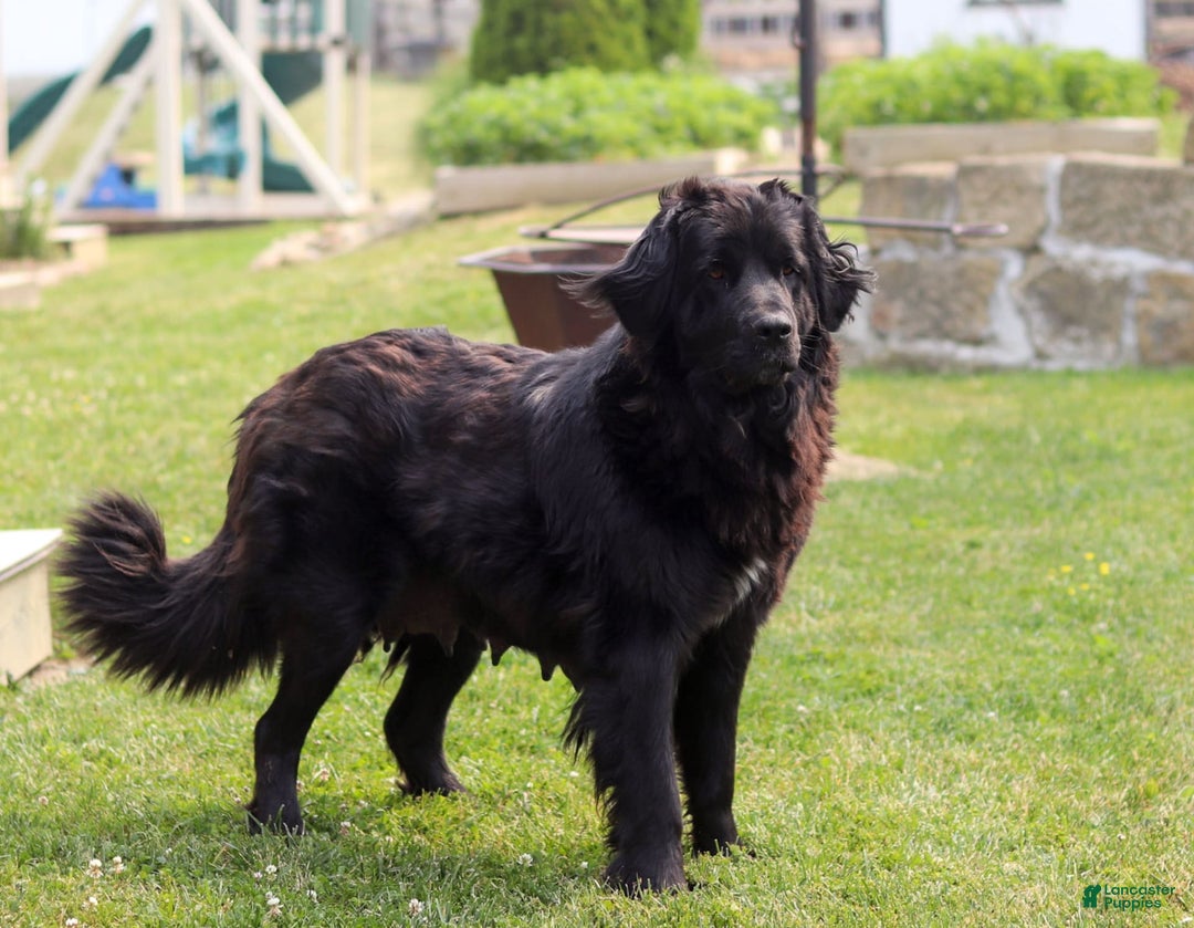Newfoundland dogs for sale: Nala - Image 9