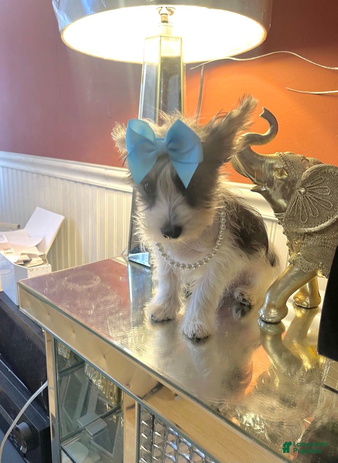 Yorkshire Terrier dogs for sale: Patrick Starr - Image 56