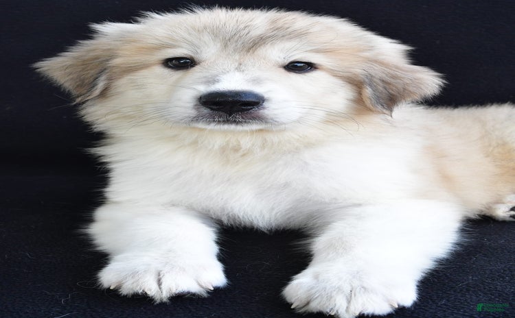 Great Pyrenees dogs for sale - Ad 1