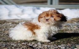 Shihpoo dogs for sale: Amy - Image 17
