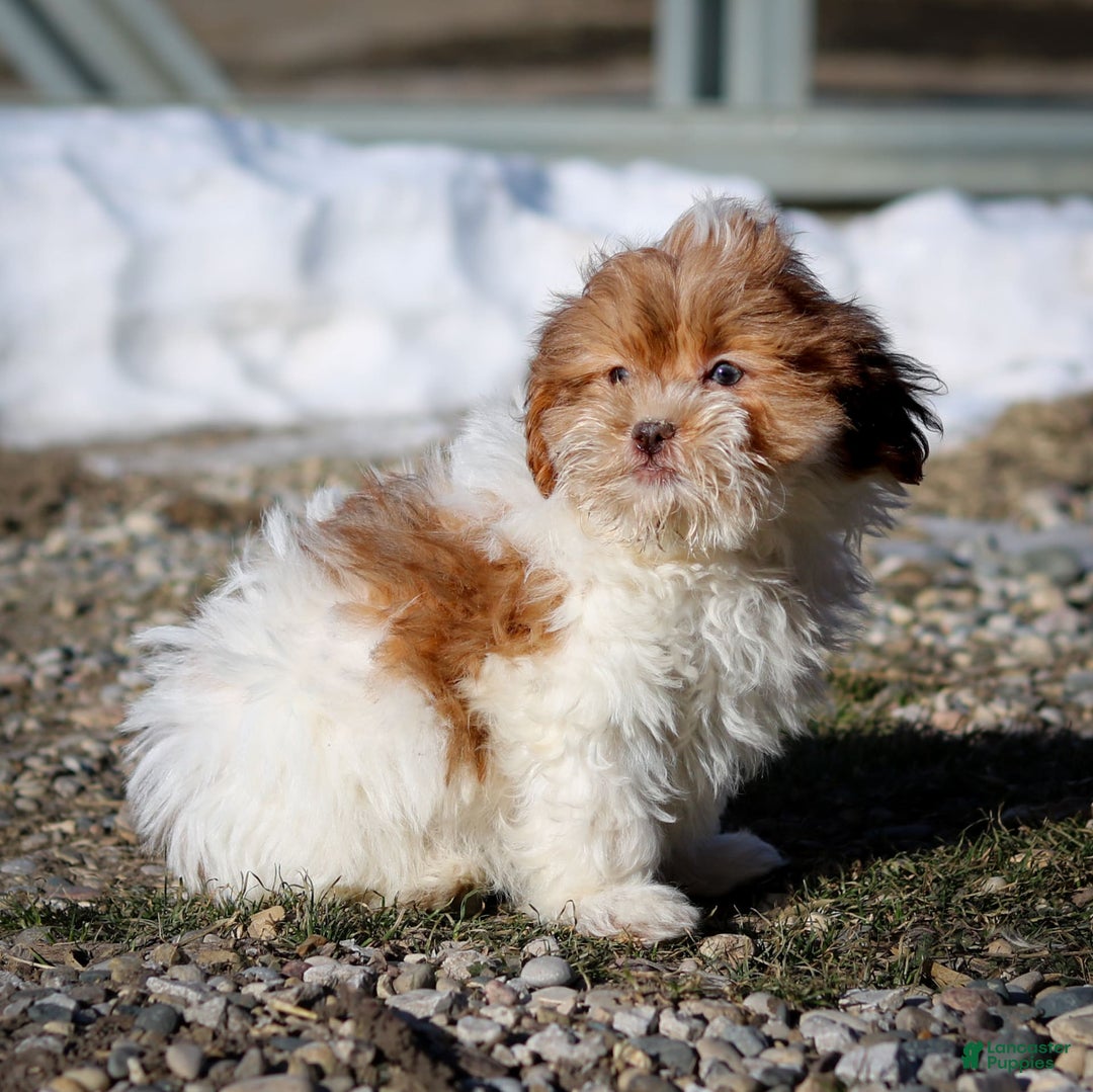 Shihpoo dogs for sale: Amy - Image 17