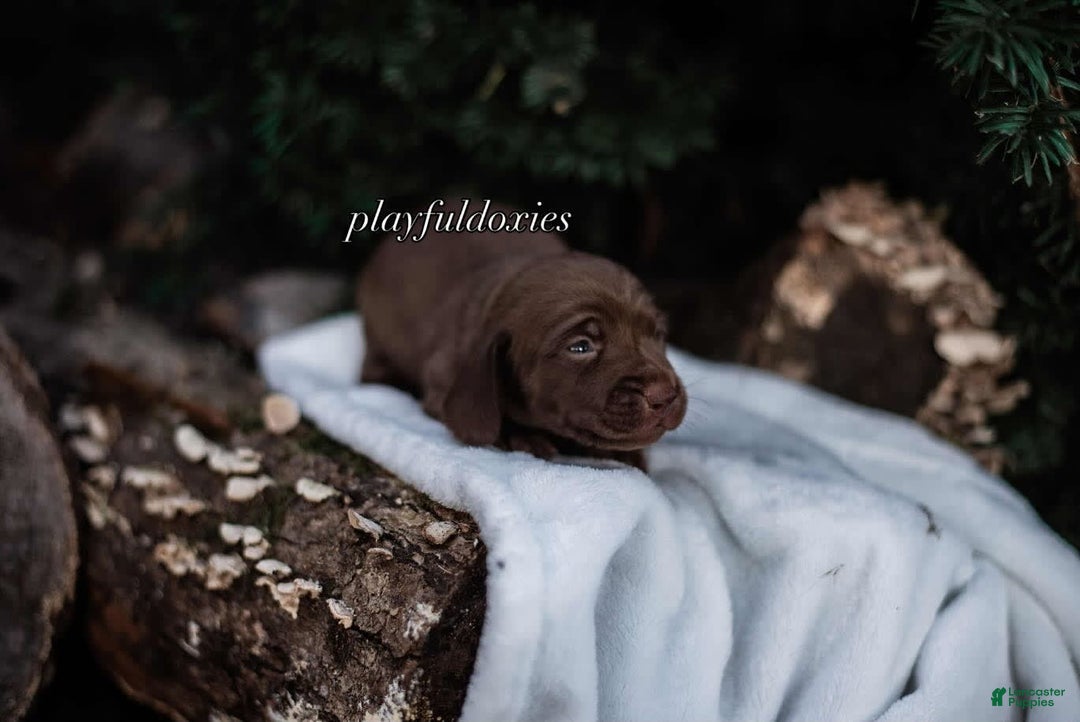 Miniature Dachshund dogs for sale: Smooth Coat Chocolate And Tan - Image 4
