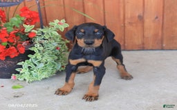 Doberman Pinscher dogs for sale: Dexter - Image 2