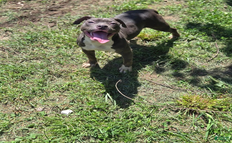 American Pit Bull Terrier dogs - Advert 25