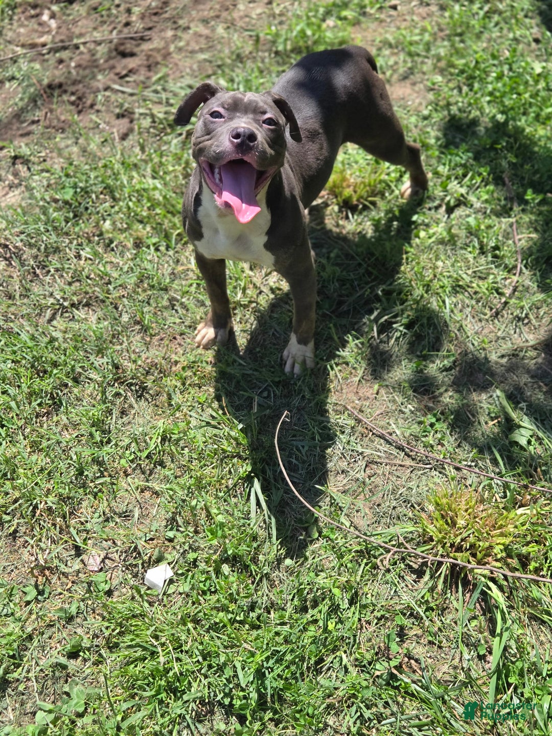 American Pit Bull Terrier dogs for sale: Asia - Image 2