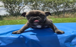 Olde English Bulldogge dogs for sale: Mel - Image 9