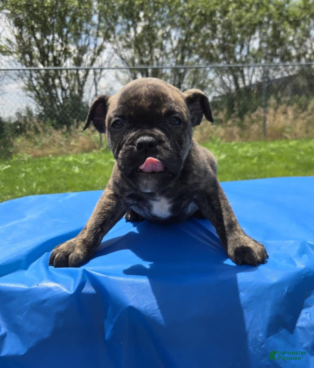 Olde English Bulldogge dogs for sale: Mel - Image 9