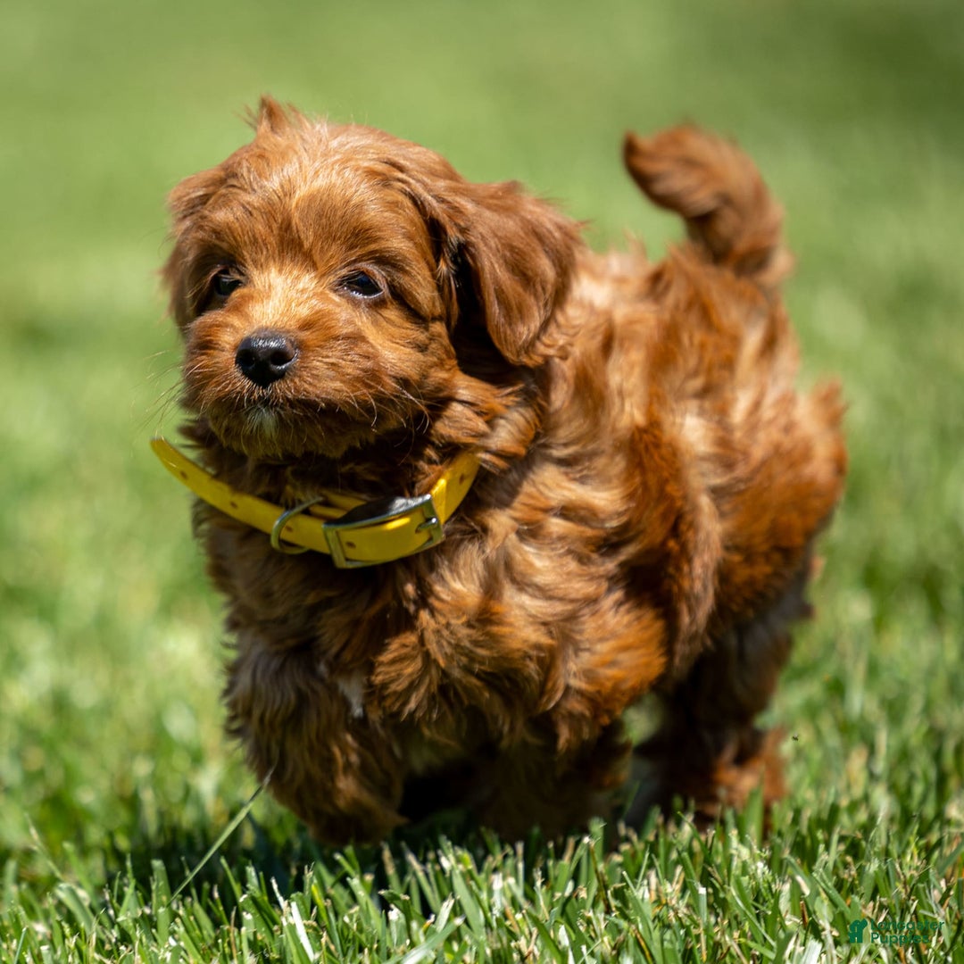 Goldendoodle dogs for sale: April - Image 4