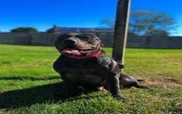 American Bully dogs for sale: Nestle - Image 3
