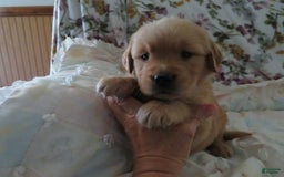Golden Retriever dogs for sale: Twinkie - Image 8
