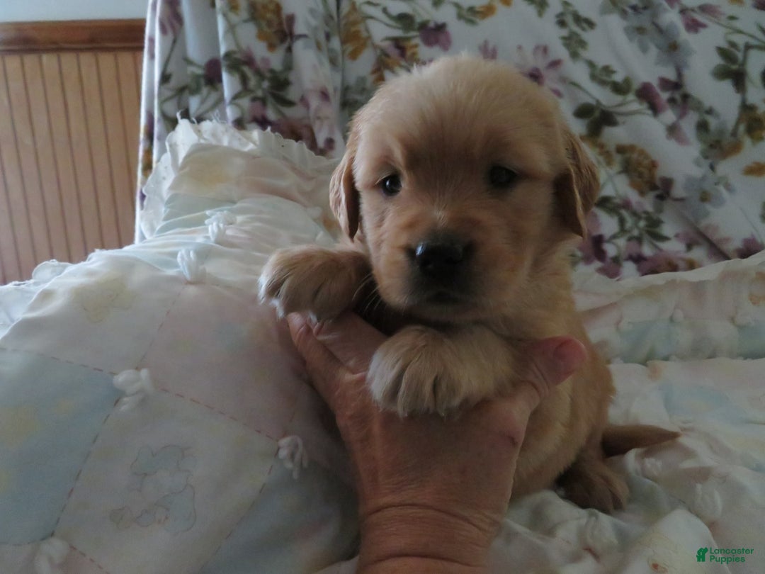 Golden Retriever dogs for sale: Twinkie - Image 8