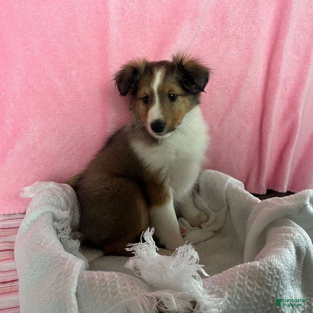 Shetland Sheepdog dogs for sale: Sawyer - Image 5