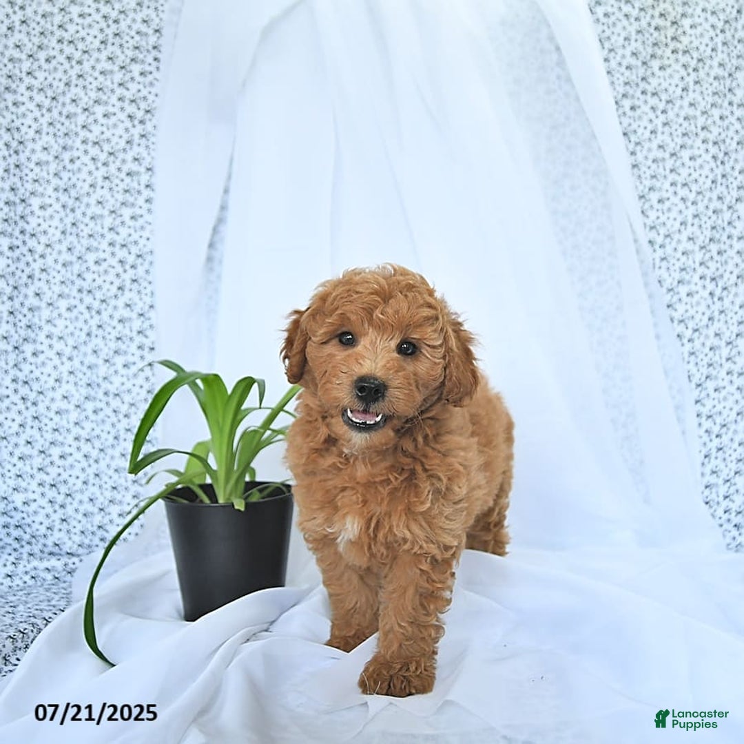 Mini Goldendoodle dogs for sale: Milo - Image 2